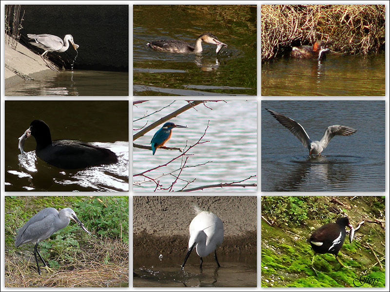 Avifauna humor